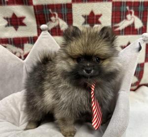 Male Pomeranian Born: 10/2/24 $2299.99 USDA# 47-B-0126