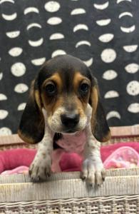 Female Beagle Born: 4/20/24 $1499.99 USDA#- 48-A-2245