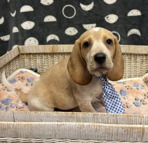 Male Beagle Born: 4/20/24 $1499.99 USDA#- 48-A-2245