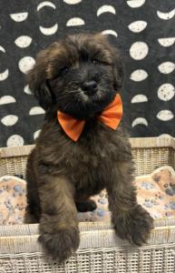 Male Whoodle (Soft Wheaten Terrier x Poodle) Born: 4/28/24 $1899.99 USDA#- 47-B-0126