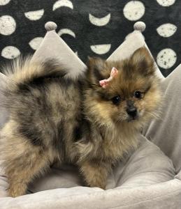 Female Pomeranian Born: 4/24/24 $2299.99 USDA#- 47-B-0126