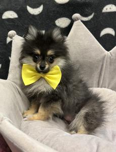Male Pomeranian Born: 1/5/24 $2399.99 USDA#- 47-B-0126 