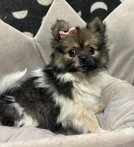 Female Pomeranian Born: 1/5/24 $2399.99 USDA#- 47-B-0126 