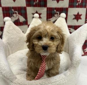 Male Cockapoo (Cocker x Poodle)  Born: 10/4/24  $1799.99   USDA# 47-B-0126