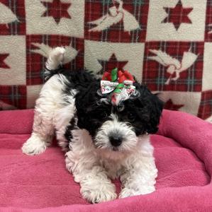 Female Bichapoo (Bichon x Poodle) Born: 10/5/24  $1699.99 USDA# 47-B-0126