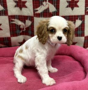 Female Cavalier  Born: 10/10/24 $2199.99  USDA# 47-B-0126