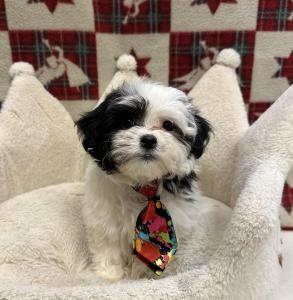 Male Havachon (Havanese x Bichon) Born: 10/6/24  $1699.99 USDA# 47-B-0126