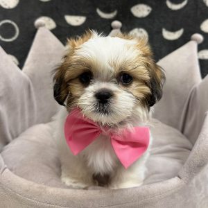 Male Shih Tzu Born: 2/10/25 SALE! Originally: $1899.99 Now: $1799.99! USDA# 47-B-0126