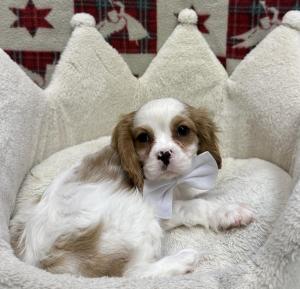 Male Cavalier  Born: 10/10/24 $2099.99  USDA# 47-B-0126