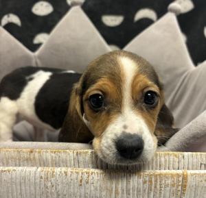Female Beagle Born: 2/4/24 $1799.99 USDA#- 47-B-0126