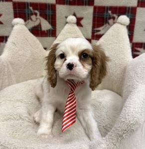 Male Cavalier  Born: 10/10/24 $2099.99  USDA# 47-B-0126