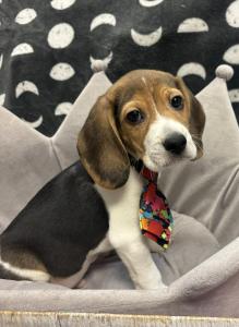Male Beagle Born: 2/4/24 $1699.99 USDA#- 47-B-0126