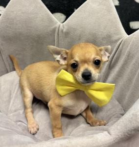 Male Chihuahua Born: 1/16/24 $2099.99 USDA#- 47-B-0126 