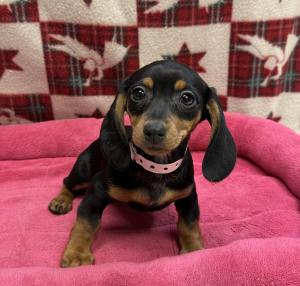 Female Dachshund  Born: 10/8/24 $2199.99  USDA# 47-B-0126