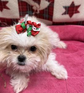 Female Shiranian (Shih Tzu x Pomeranian)  Born: 9/17/24   $1899.99  USDA# 47-B-0126