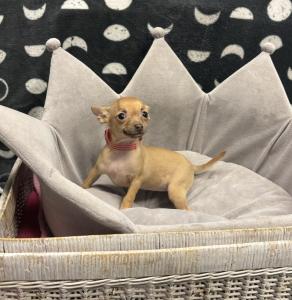 Female Chihuahua Born: 1/16/24 $2099.99 USDA#- 47-B-0126 