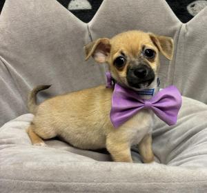 Male Chihuahua Born: 4/25/24 $1899.99 USDA#- 47-B-0126