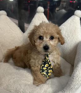 Male Bichapoo (Bichon Frise x Toy Poodle) Born 9/6/24$1699.99USDA #85-A-0077