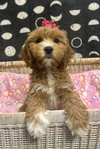 Female Cavapoo (Cavalier King x Poodle) Born: 5/9/24 $2199.99 USDA#- 47-B-0126