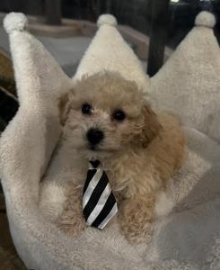 Male Bichapoo (Bichon Frise x Toy Poodle) Born 9/6/24$1599.99USDA #85-A-0077