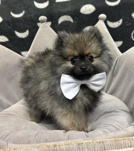 Male Pomeranian Born: 2/3/24 $2299.99 USDA#- 47-B-0126