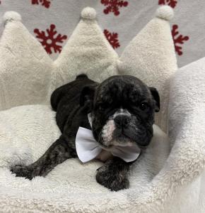 Male Bulldog  Born: 10/18/24 $3999.99  USDA# 47-B-0126