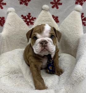 Male Bulldog  Born: 10/18/24 $4299.99  USDA# 47-B-0126