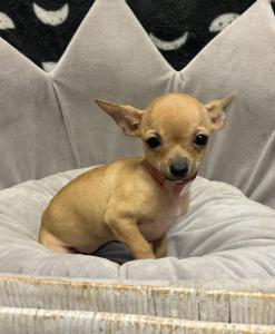 Female Chihuahua Born: 1/16/24 $2199.99 USDA#- 47-B-0126