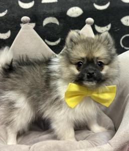 Male Pomeranian Born: 2/1/24 $2299.99 USDA#- 47-B-0126 