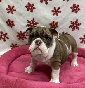 Female Bulldog  Born: 10/18/24 $4299.99  USDA# 47-B-0126