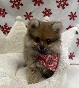 Male Pomeranian  Born: 10/10/24  $2199.99  USDA# 47-B-0126