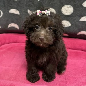 Female Havapoo (Havanese x Poodle) Born: 2/19/25 $1799.99 USDA# 47-B-0126