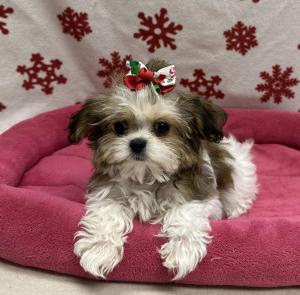 Female Yorkie x Shih Tzu   Born: 9/13/24  $1999.99   USDA# 47-B-0126