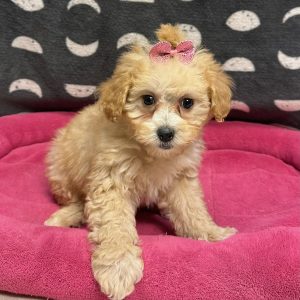 Female Mini Goldendoodle (F1BB) Born: 2/23/25 $2099.99 USDA# 47-B-0126
