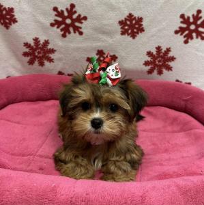 Female Yorkie x Shih Tzu   Born: 10/6/24  $1999.99  USDA# 47-B-0126