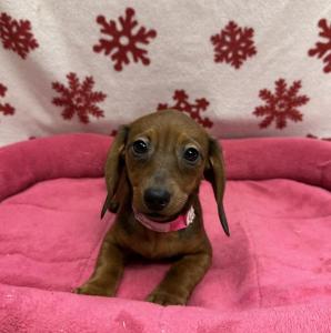 Female Dachshund  Born: 10/8/24 $2099.99  USDA# 47-B-0126