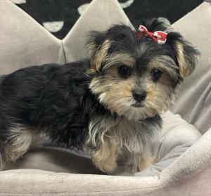 Female Morkie (Maltese x Yorkie) Born: 5/17/24 $1899.99 USDA#- 47-B-0126