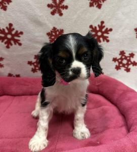 Female Cavalier King  Born: 10/16/24  $2199.99  USDA# 47-B-0126