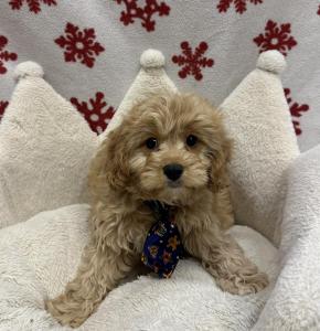 Male Cavapoo (Cavalier x Poodle) Born: 10/16/24  $2099.99 USDA# 47-B-0126