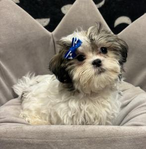 Female Malshi (Maltese x Shih Tzu) Born: 5/17/24 $1799.99 USDA#- 47-B-0126