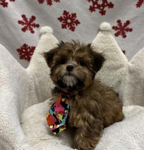 Male Yorkie x Shih Tzu   Born: 10/6/24  $1899.99 USDA# 47-B-0126