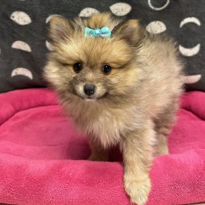 Female Pomeranian Born: 2/11/25 $2299.99 USDA# 47-B-0117