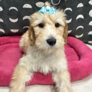 Female Goldendoodle Born: 2/12/25 $1599.99 USDA# 48-A-0366