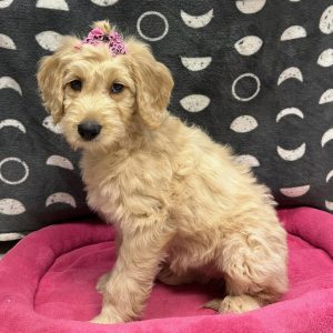 Female Goldendoodle Born: 2/12/25 $1499.99 USDA# 48-A-0366