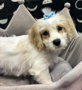 Female Cavachon (Cavalier King x Bichon) Born: 5/21/24 SALE! $1699.99 - $500  $1199.99USDA#- 47-B-0126