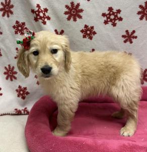 Female Golden Retriever  Born: 10/17/24  $2399.99 USDA# 47-B-0126