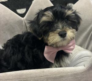 Male Morkie (Maltese x Yorkie) Born: 5/17/24 $1699.99 USDA#- 47-B-0126