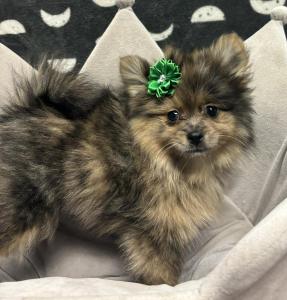 Female Pomeranian Born: 2/20/24 $2399.99 USDA#- 47-B-0126