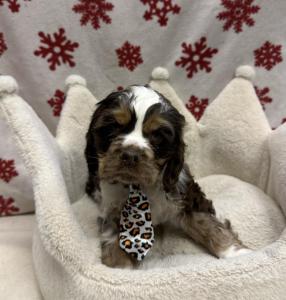 Male Cocker Spaniel  Born: 10/23/24 $1999.99  USDA# 47-B-0126