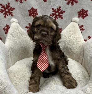 Male Cocker Spaniel  Born: 10/23/24 $1899.99  USDA# 47-B-0126